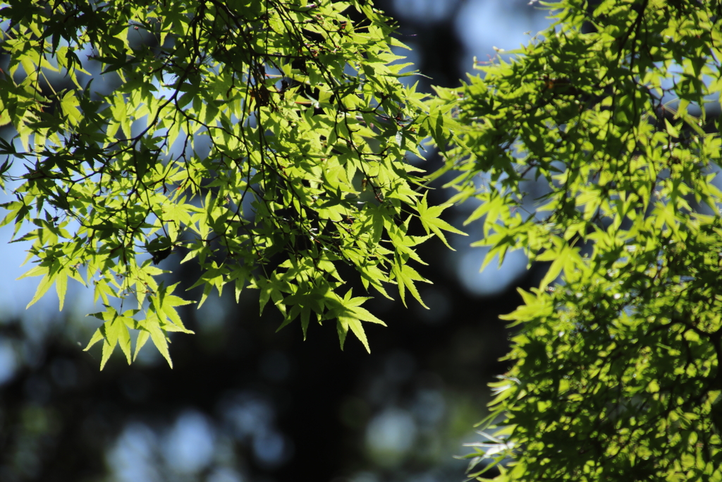 公園散策―新緑