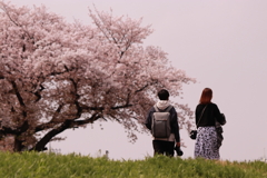 桜と人