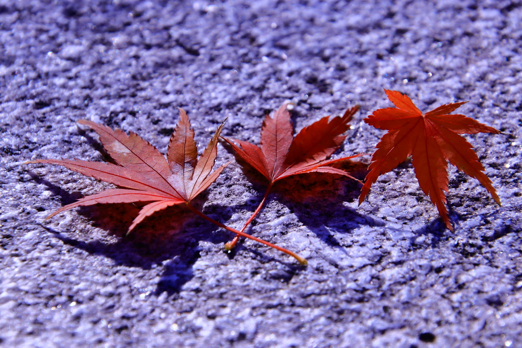 紅くて