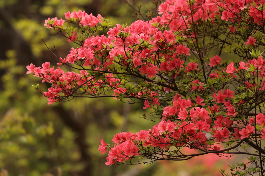 桜の次を散策