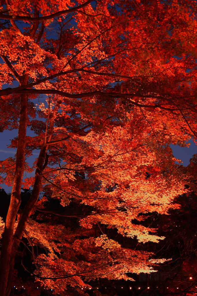 修善寺 紅葉 (1)