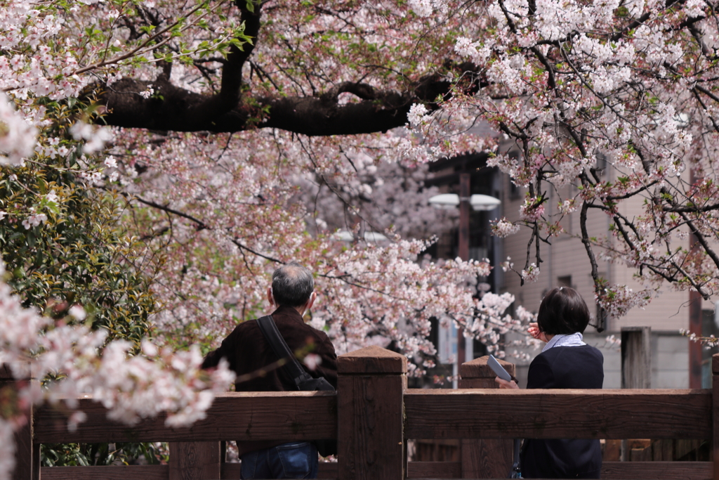 桜と人
