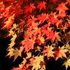 修善寺 紅葉 (7)