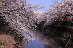 満開