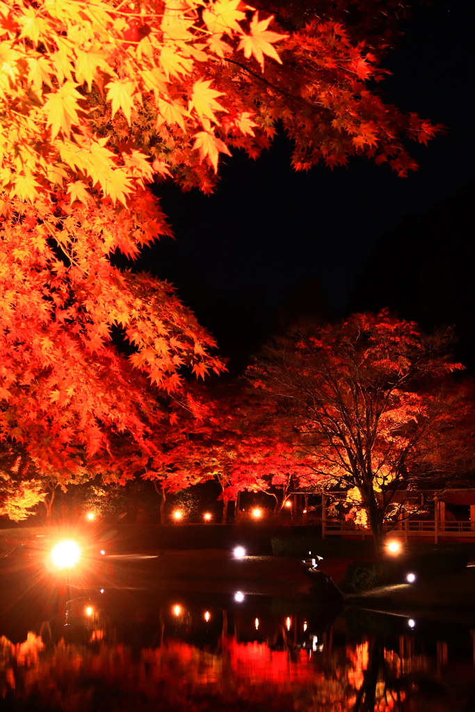 紅葉LIGHT UP (4)