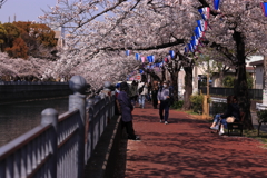 桜トンネル
