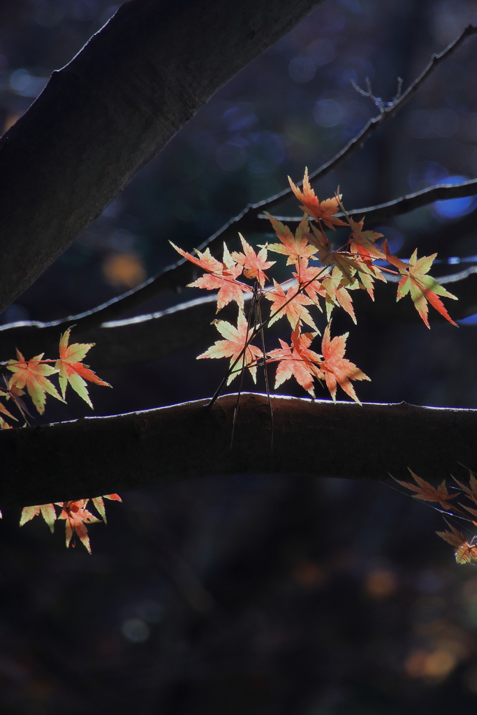 称名寺 紅葉 (6)