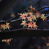 称名寺 紅葉 (6)
