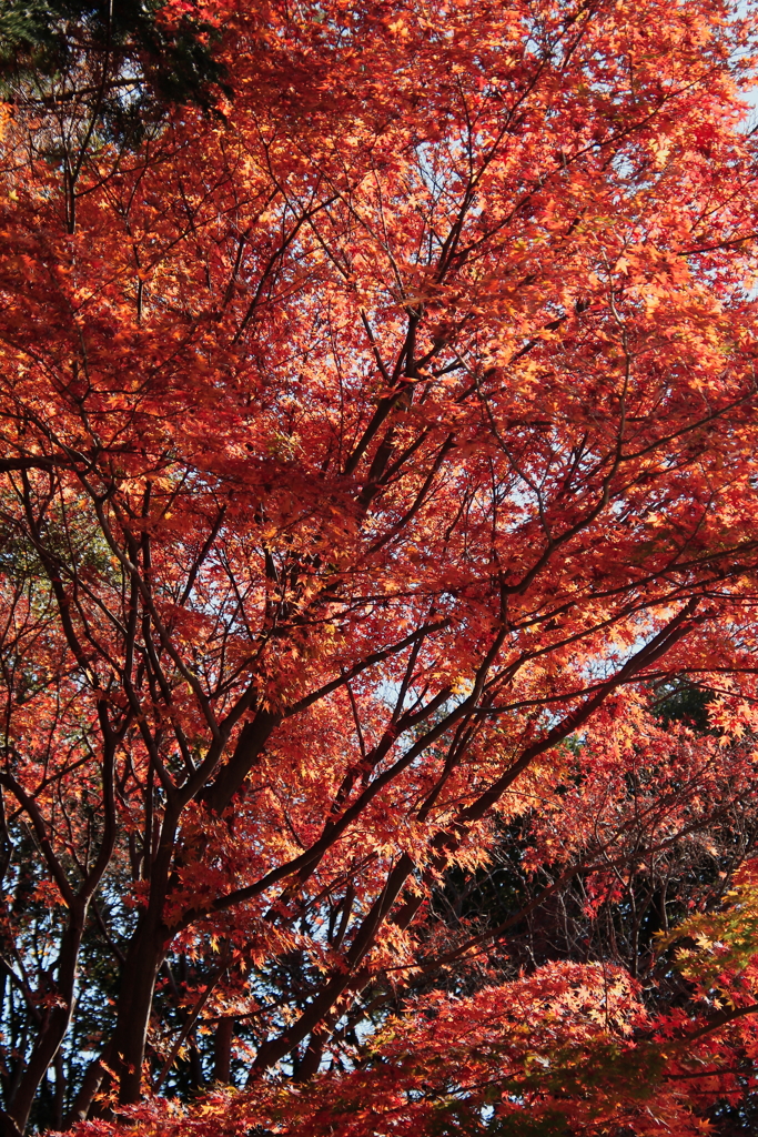 称名寺 紅葉 (3)