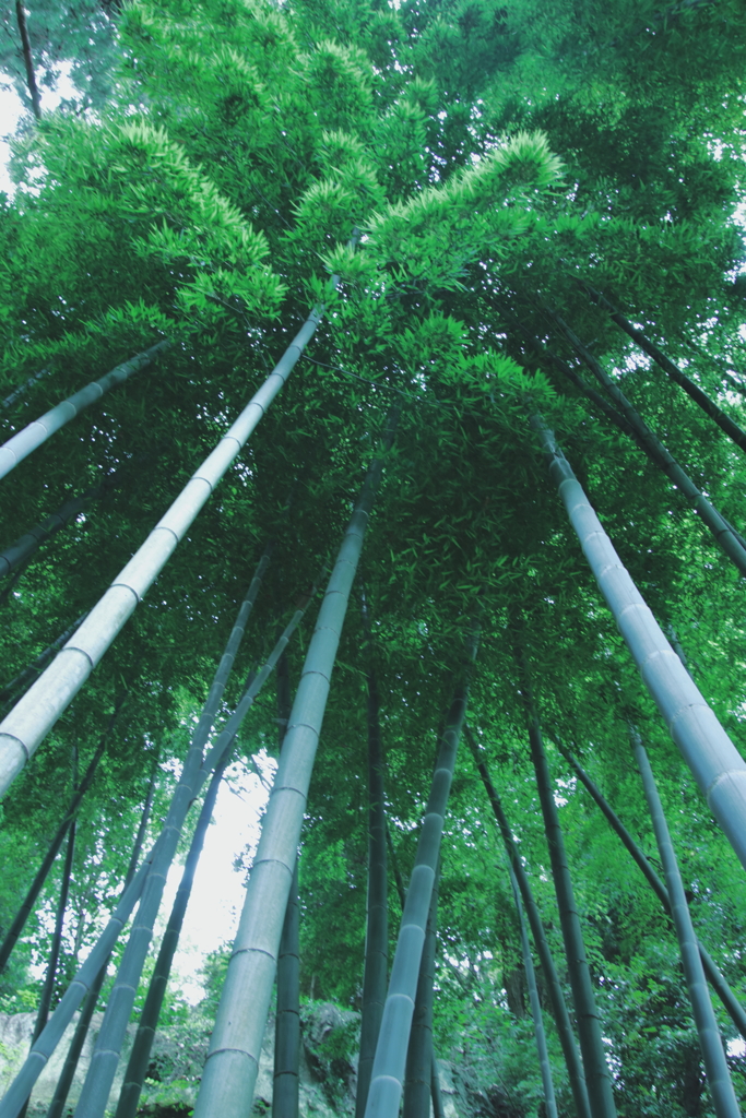 青竹