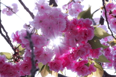 2019〆桜