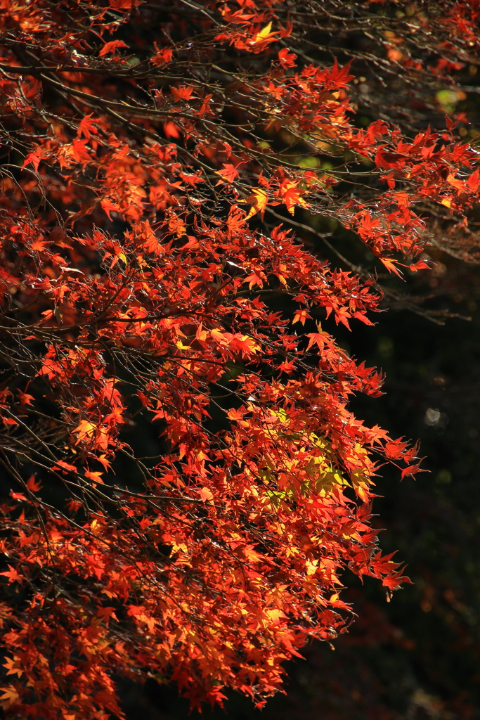 称名寺 紅葉 (2)