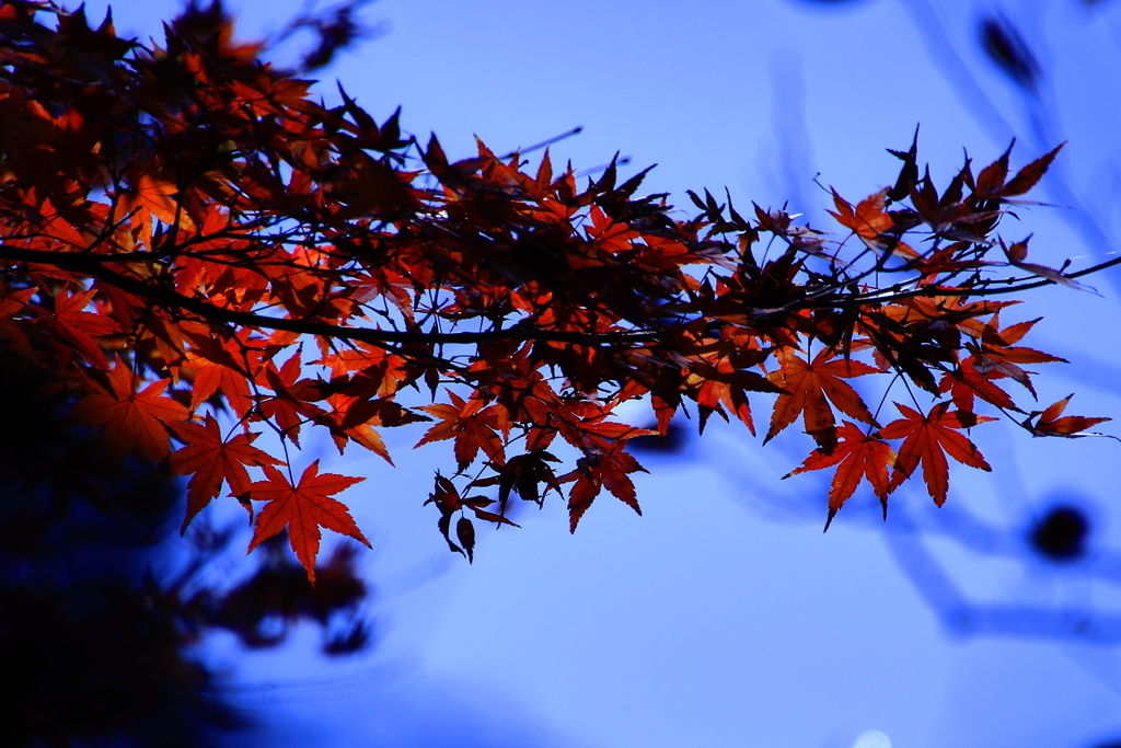 称名寺 紅葉 (5)