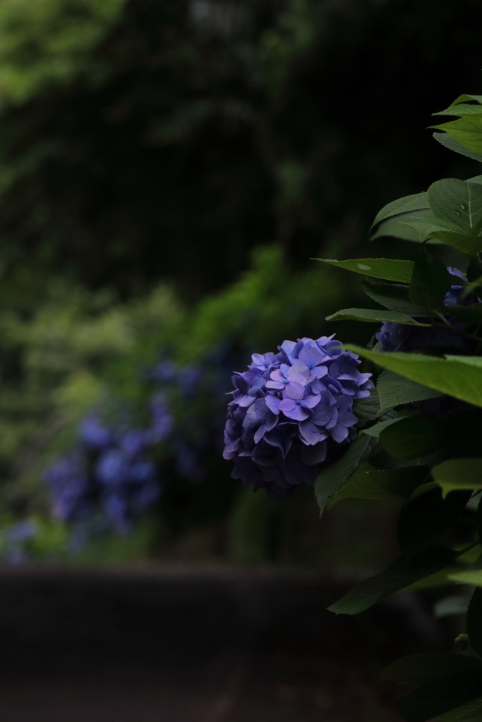 梅雨の再会
