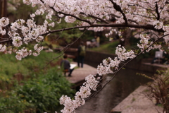 桜、見てきました。