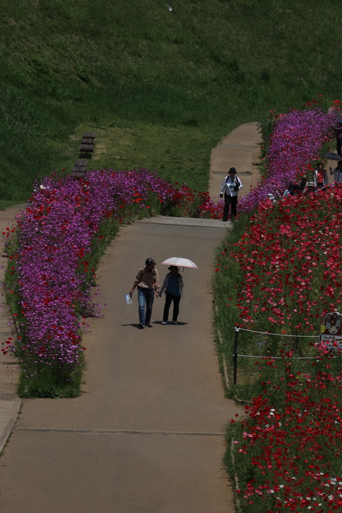 花道を歩く
