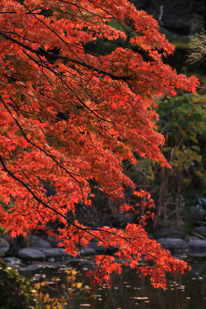 紅色