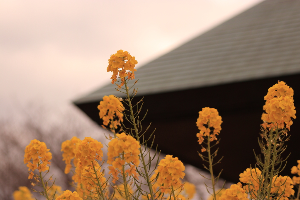 菜の花