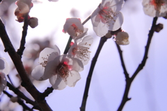 春の透け感