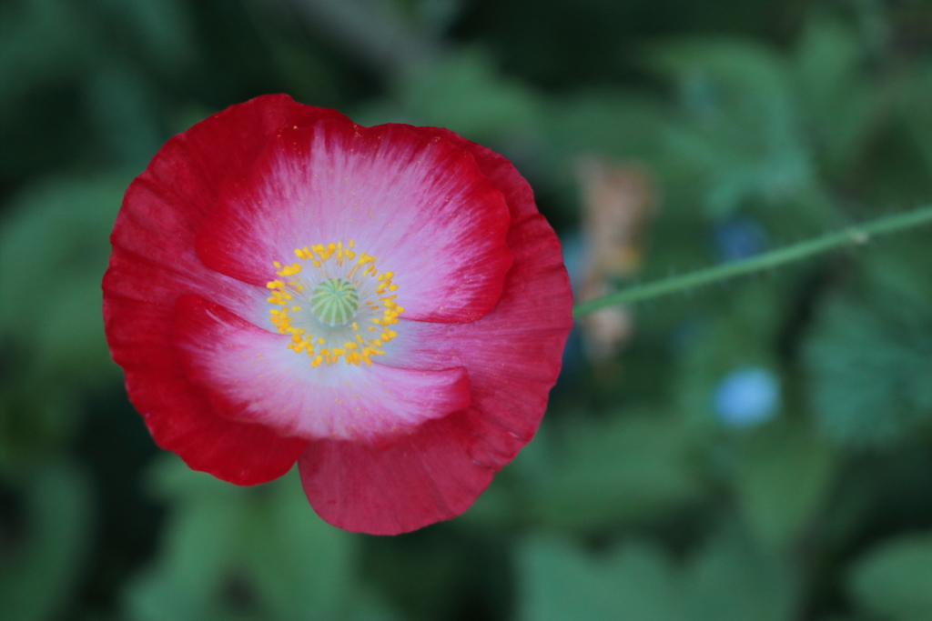 花まる