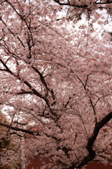 桜、見てきました。