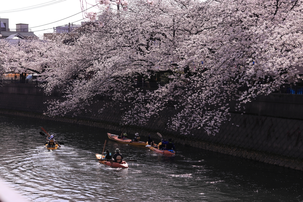こんな花見もあるんだぁ