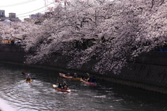 こんな花見もあるんだぁ