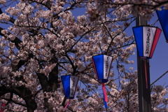 やっぱり、桜