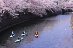 新手のお花見