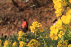 吾妻山で菜の花