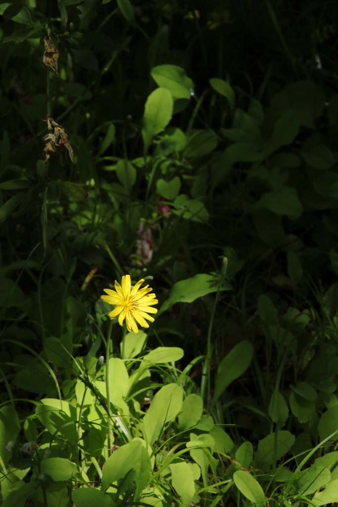 公園散策―Dandelion