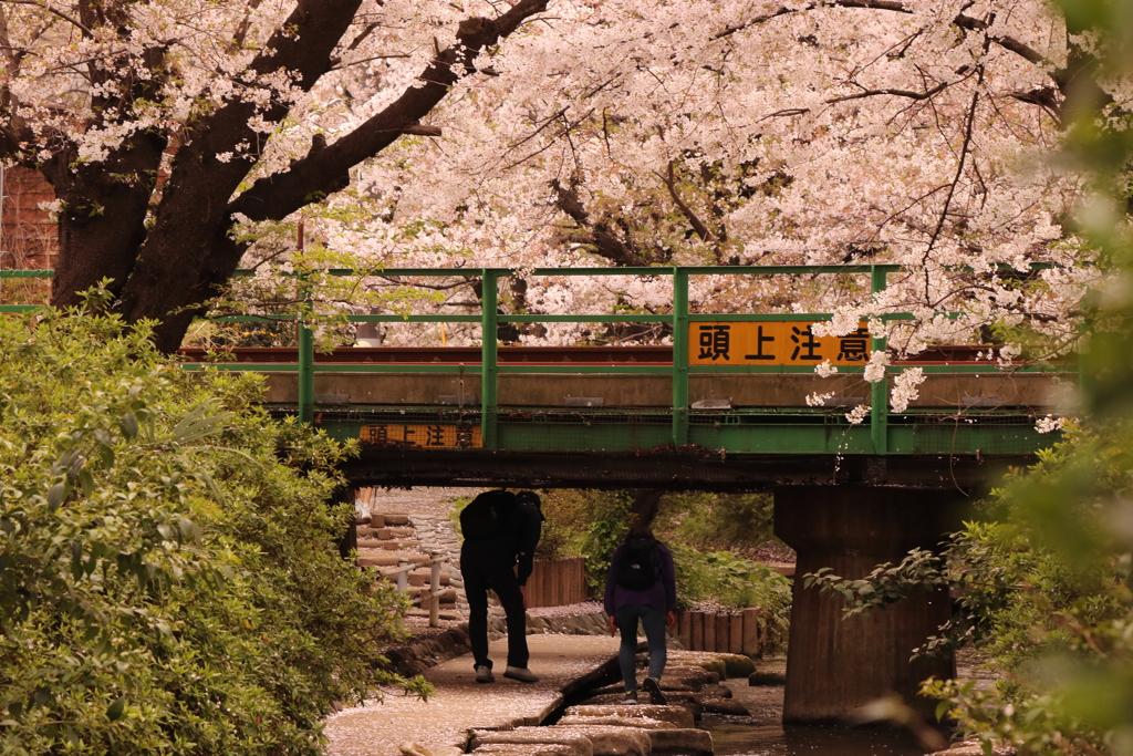 桜と人