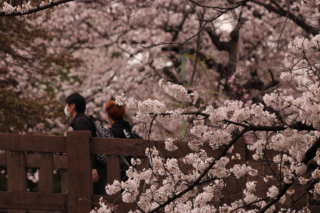 桜と人