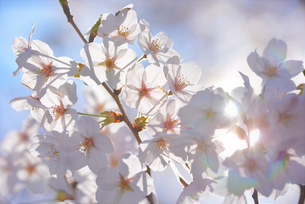 桜と陽