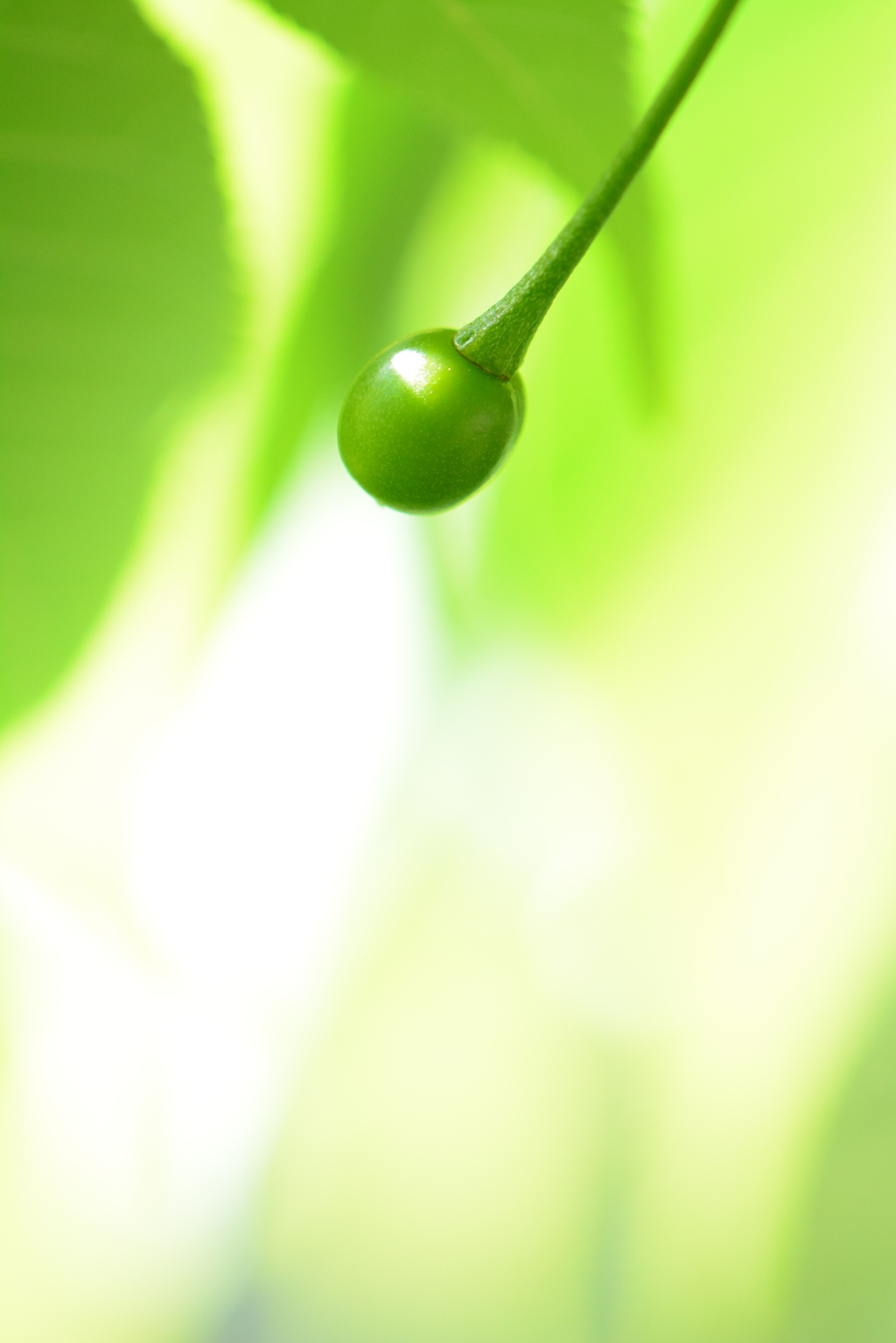 花が散り