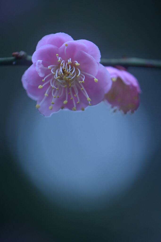 紅梅と玉ぼけ