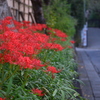 路地裏の癒し