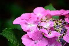 雨上がりの紫陽花