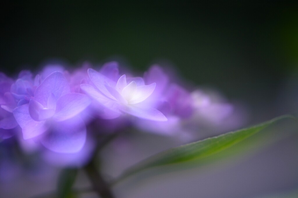 妖艶な紫陽花
