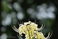 玉ぼけと曼珠沙華