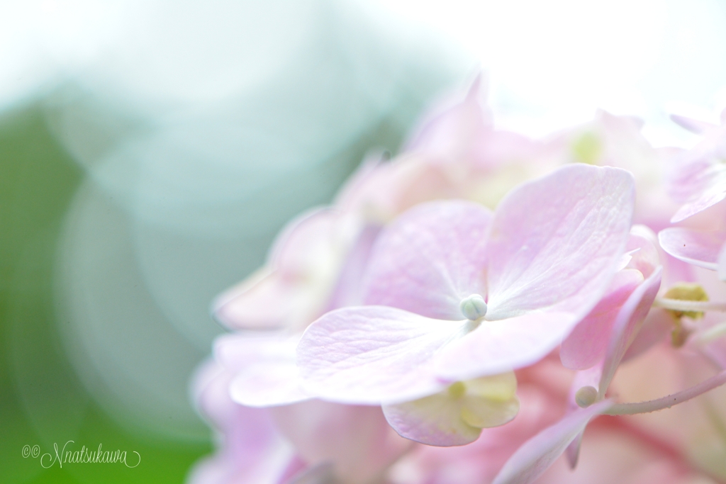 源氏山の淡い紫陽花