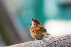 雀の幼鳥