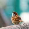 雀の幼鳥