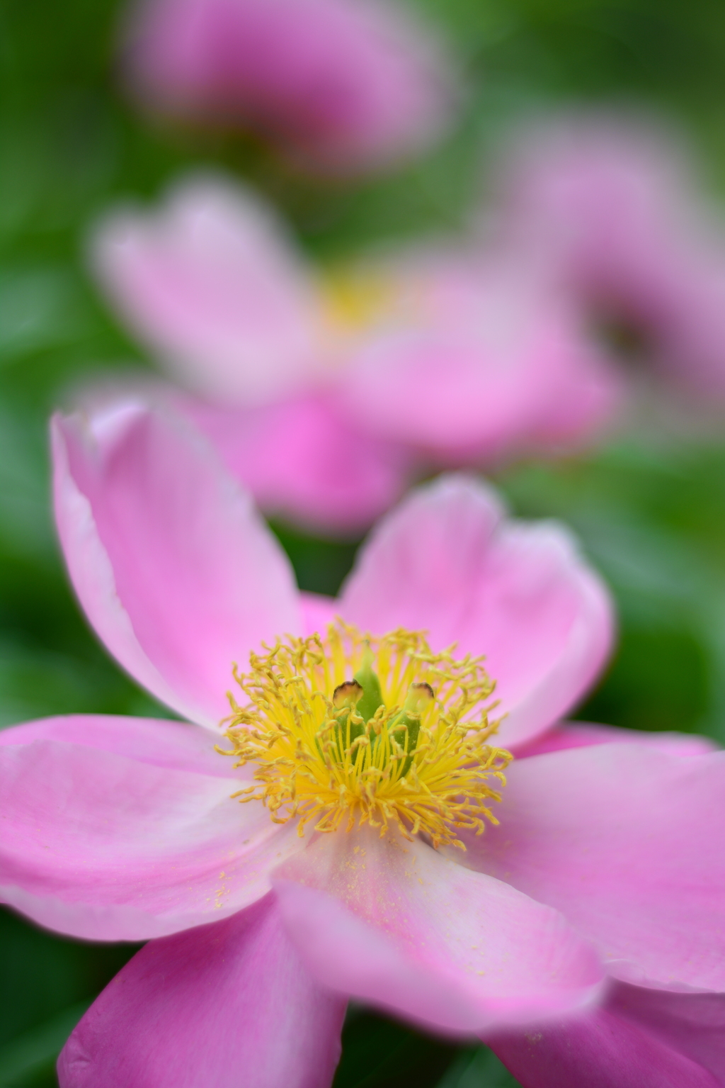 立てば芍薬…