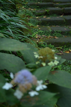 北鎌倉浄智寺石階段