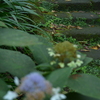 北鎌倉浄智寺石階段