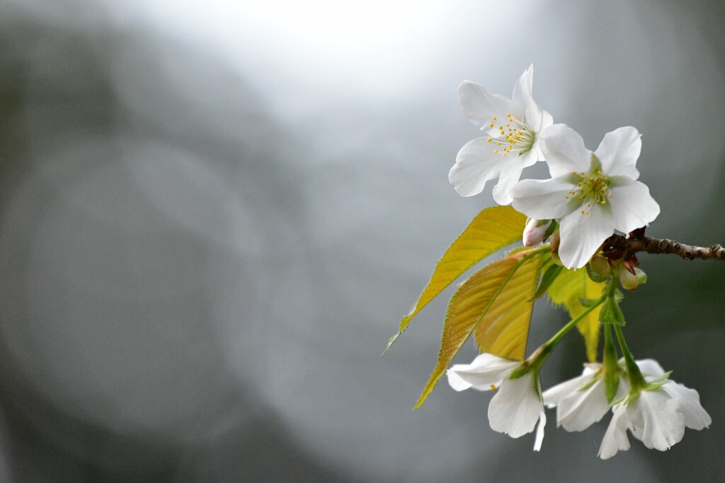 山桜咲く