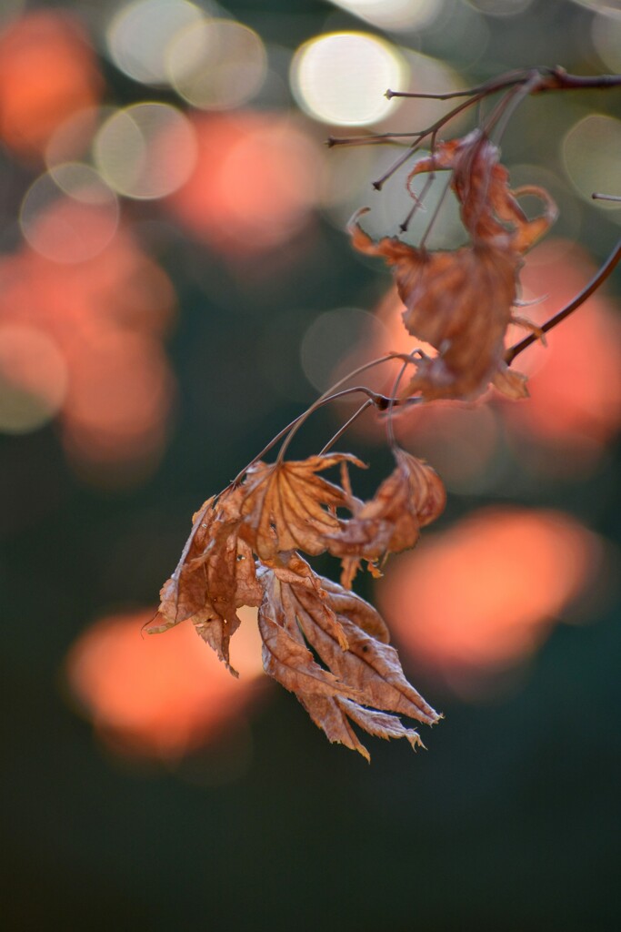 紅葉枯れる
