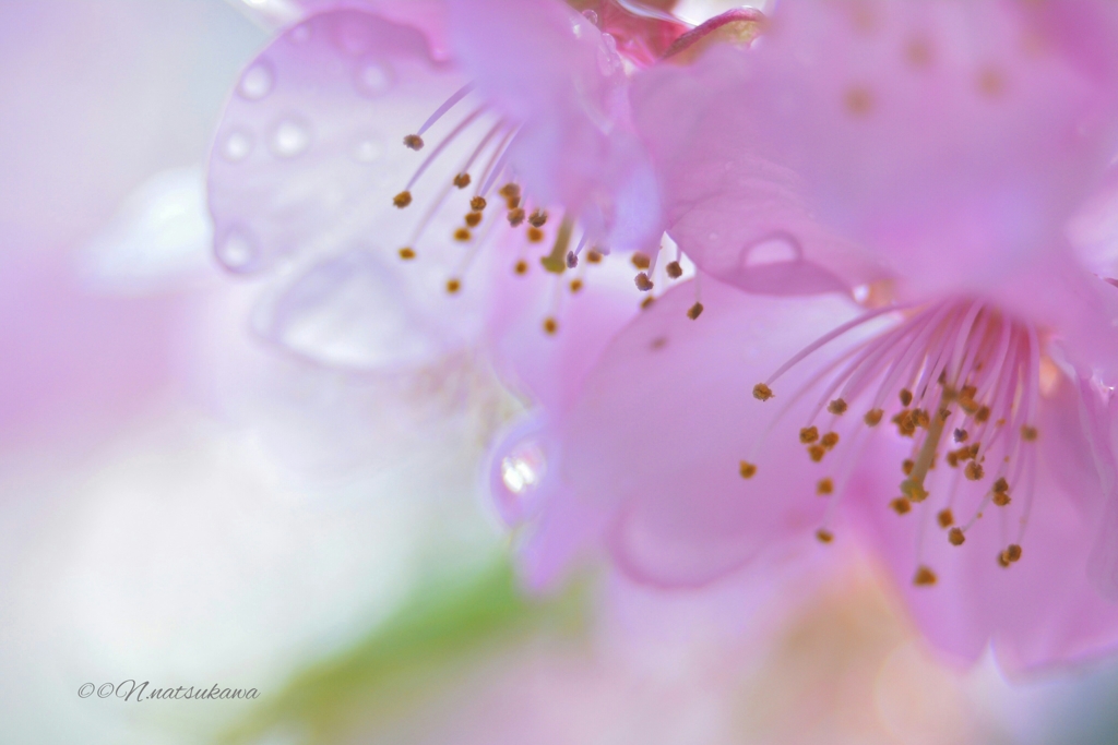 河津桜