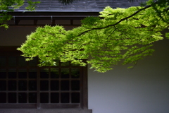 覚園寺の青紅葉